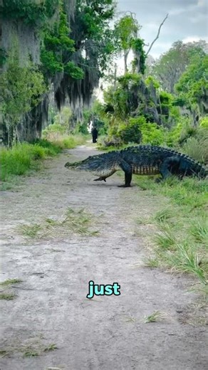 The East thinks this video AI-generated🐊 #animals #wildlife