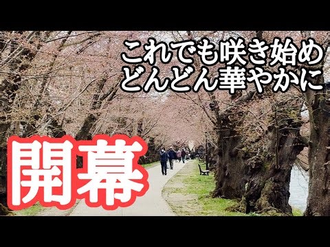 [2026 Hirosaki Cherry Blossom Festival Opens] Cloudy then sunny, temperature 10℃. Here's the bloo...
