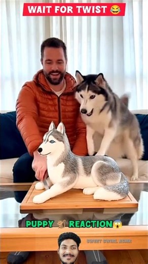 Huskies' intelligence is a bit😱 questionable! #FunnyAnimals #Hilarious #FunnyHusky