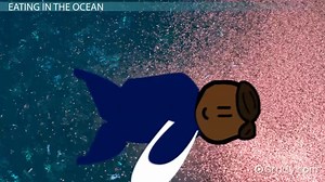Ocean Food Web Lesson for Kids