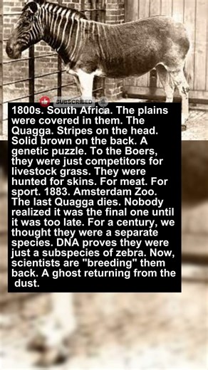The Zebra with No Stripes | Extinct & Rare Animals