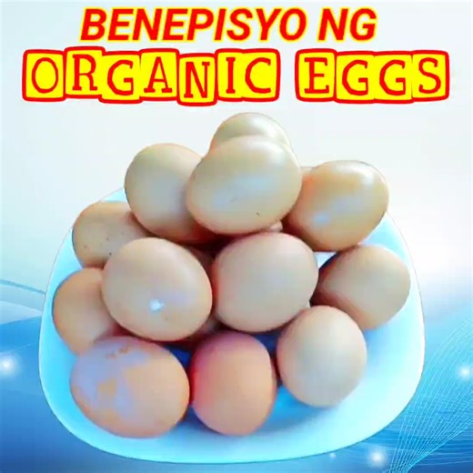 4.6K views · 87 reactions | Benefits of Organic eggs #KabayangManny #OrganicEggs #OrganicEggBenefits #HealthyEggs #OrganicEggHealth #EggNutrition #OrganicEggNutrition #EggHealthBenefits #OrganicEating #NaturalEggs #EggsForHealth #HealthyEating #NutritiousEggs #OrganicLifestyle #EggSuperfood #OrganicProtein #HealthBenefits #OrganicFood #EggWellness #HealthyProtein #EggNutritionFacts | Kabayang Manny | Facebook