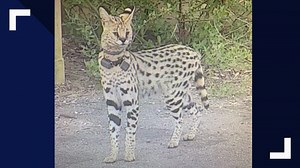 Rocky the escaped African cat spotted again in Virginia