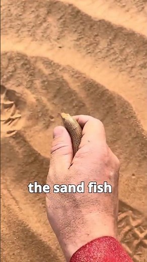 Sand Lizard ❌ Sand Fish ✅ #facts #animalfacts #wildlife