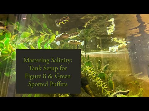 Figure 8 & Green Spotted Puffer Tank Setup: Salinity Tips and Tricks