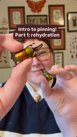 Emily | Insect Educator | Amateur Entomologist on Instagram: "You can test the readiness of your bug by gently nudging a leg. If it moves easily at the joint, it’s probably good to go! If you’re not sure, give it some more time. Tutorial: Supplies: -Container with a lid (large enough to hold your bugs) -Tea towel or paper towels -Hot water -Bleach or vinegar-based spray (optional, good for humid or mold-prone environments) -Bugs! Steps: 1) Dampen your towel. It should be wet, but not dripping. 2