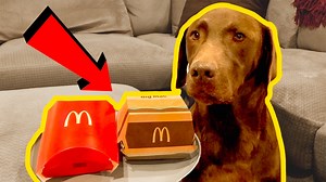 213K views · 10K reactions | Leaving My Dog Alone With A McDonalds Big Mac | Life With Labradors | Facebook