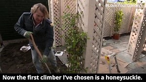 A much loved climber, honeysuckle is a fantastic addition to your garden. #LoveYourGarden | David Domoney