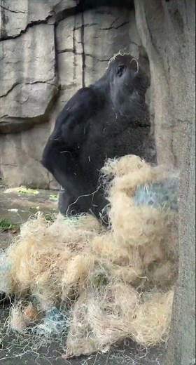 Gorilla Playing with Bedding - Cincinnati Zoo #shorts