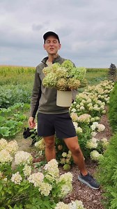 441K views · 6.9K reactions | I love to pick some of my hydrangeas so they will dry and last for months indoors. Here’s how and when to pick them! #hydrangeas #preserving #flowers #dryingflowers | Wyse Guide | Facebook