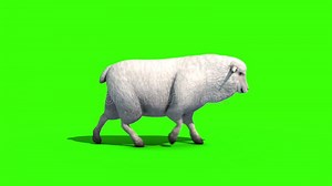 Sheep Walkcycle Side Green Screen 3D Rendering Animation Stock Video - Video of livestock, country: 172237215