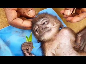 Villagers rescue a baby monkey with terrible injuries from the forest
