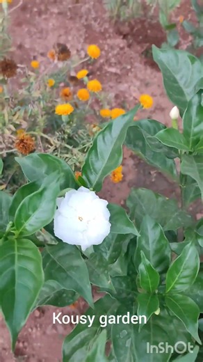 நிறைய பூக்களுடன் நந்தியாவட்டை