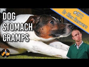 Dog Stomach Ache and Cramps - Serious or No Worries? - Dog Health Vet Advice