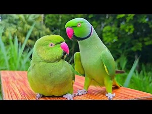 Funny Parrot Compilation | Parrot Talking