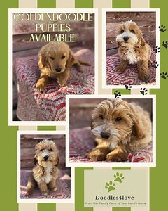 Mini Goldendoodle Puppies Available – Ready for Their Forever Homes! 💛 Affectionate. Smart. Hypoallergenic. These little fur-babies are the perfect mix of cuddles & playfulness! Health Guarantee | Vet-Checked | Microchipped | Up-to-Date on Vaccinations 🐕 Don’t wait—our puppies get scooped up FAST! Doodles 4 Love (208) 731-6267 www.doodles4love.com | Doodles 4 Love