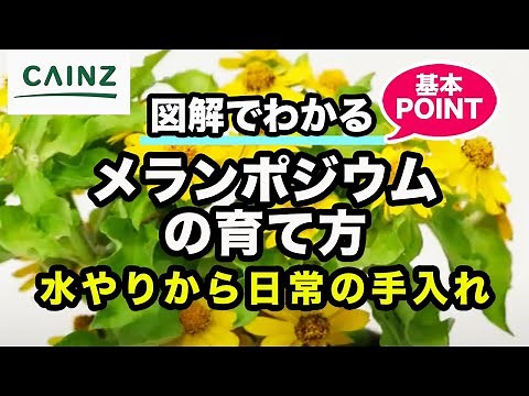 メランポジウムの育て方（別名：ミリオンゴールド）カインズ花図鑑