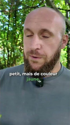 Un des arbres les plus résistants face à la sécheresse