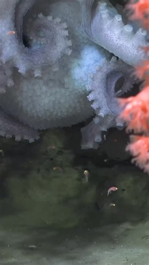 26K views · 220 reactions | “…The word for her tentacles, curled...