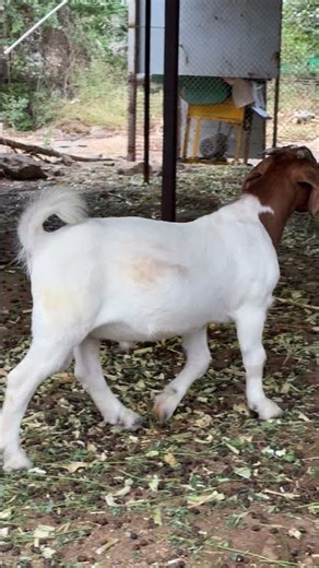 The Goat Village-SK Boer Goat Farm