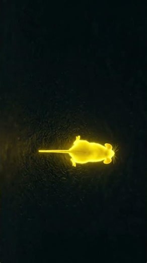 Can your cat catch this? 🐭⚡ Neon Mouse Game