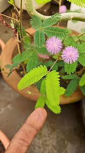 Touch Me Not Plant: A Sensitive Beauty! The Touch Me Not plant, also...