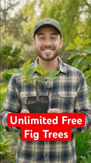 The Secret to Unlimited Free Fig Trees - Propagating Fig Cuttings for Beginners