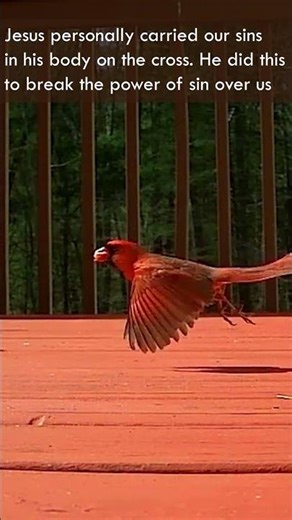 cardinal #shorts #animals #cute #cardinal