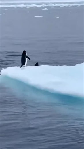 The Mother of All Nerds on Instagram: "Smart penguin. #animals #themotherofallnerds"