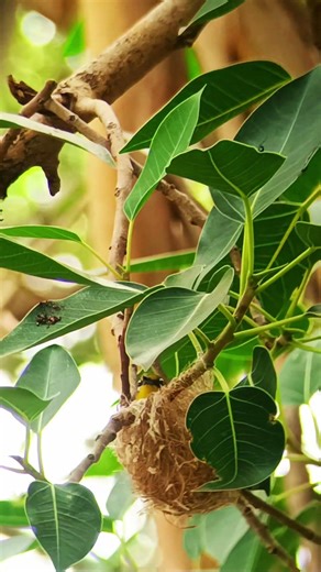 Indian White-Eye Bird Nest 🐦 | Beautiful Nesting #naturevideo #nature #birdingparadise
