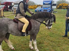 Welsh Section A Pony - £3,500