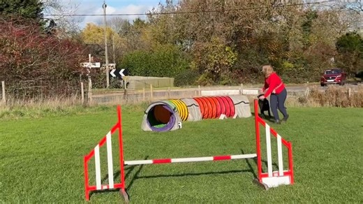 Theo bought his humans to play agility today, he’s coming on so well, great focus and forward drive today, well done team  | Hare and Hounds Dog Training | Facebook
