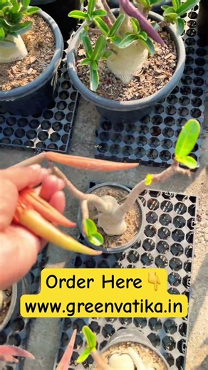 Arabicum- WNP | Hangelia | SNP seeds available | book you seeds on website Limited seeds #adenium