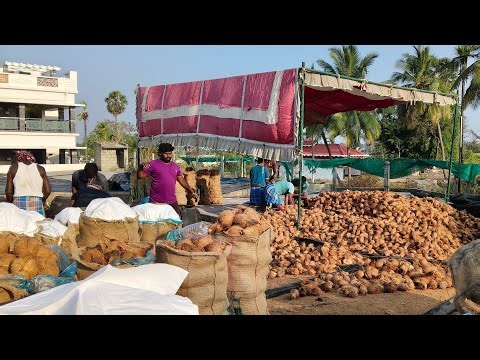Coconut 🥥 Loading Processing | #vipbro #konganapuram #tamilnadu