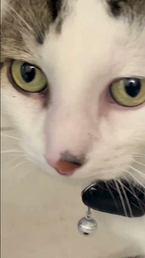 Le SEUL Collier GPS pour Chat SANS ABONNEMENT ! 🐱 (Boucle Anti-Étranglement)