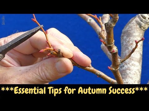 The 3 Bonsai Alerts you can't Afford to Miss this Autumn!