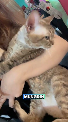 Seminggu sudah berlalu tapi vibes ramai dari acara International Cat Show ini masih berasa🤩