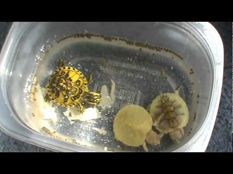 Feeding My Baby Turtles