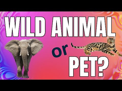 Wild or Pet Animal GAME for kids | Miss Ellis 💜