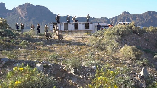 Dozens of Arizona’s bighorn sheep were returned to their historical ranges in the Picacho Mountains last week. They were relocated from bigger populations of desert bighorns near Tucson and Rocky Mountain bighorns near Morenci in eastern Arizona. (Play “Chariots of Fire” under this video for full effect) | 12News