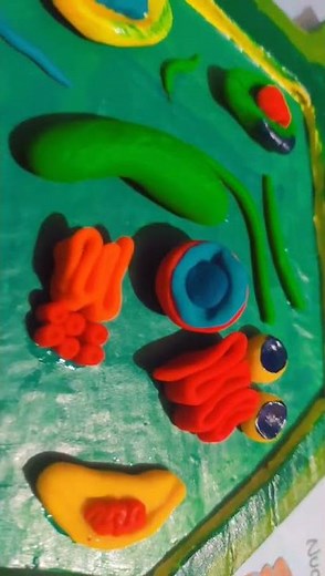 # 3d clay model of plant cell. #science project 💚