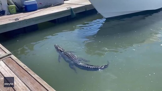 28M views · 155K reactions | OUCH! A sneaky shark circled an alligator and nibbled on its foot while it was minding its own business near a dock in South Carolina. 麗 https://www.fox5atlanta.com/news/shark-bites-floating-alligators-foot-in-wild-video Credit: Cory Conlon via Storyful | FOX 5 Atlanta | Facebook