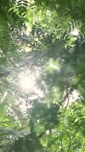 ⏸️ Take a break from the chaos. The Karma Yoga Program is a chance to slow down, breathe, and rebuild from the inside out. Beach air, daily yoga and meditation, real community, spiritual support, and meaningful work that reconnects you to yourself. This is your reset. sivanandabahamas.org 🌴 | Sivananda Ashram Yoga Retreat Bahamas