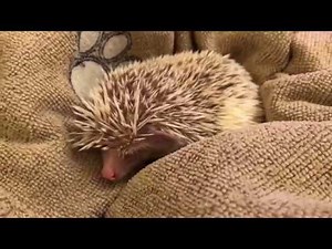 Angry Hedgehog Strikes and Hisses
