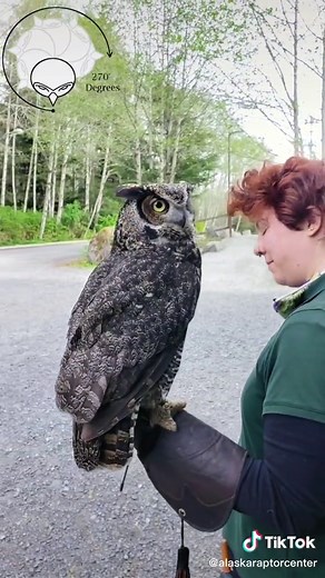 Owl Shows Amazing 360 Degree Neck Rotation!