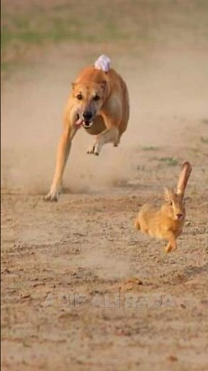 Greyhound Hunting Dog | Super Speed Hunting Dogs ‪@ExplorePotohar‬