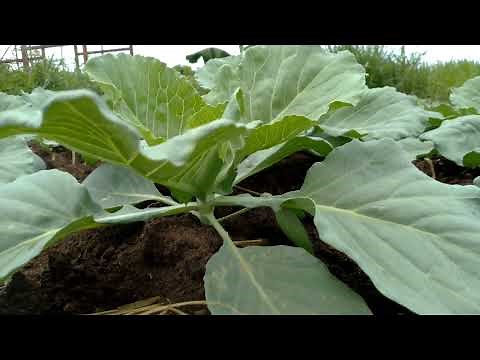 A Z Cabbage Growing Tips1