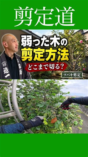 弱った庭木の剪定 どこまで切っていいの？【ツバキ】 #庭木の管理 #庭作業 #剪定方法 #切り戻し #庭木の手入れ #庭木の剪定 #弱っている木 #ツバキ #初心者