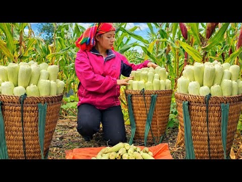 She Harvests Corn Alone to Survive 💪🌽 | Village Life.