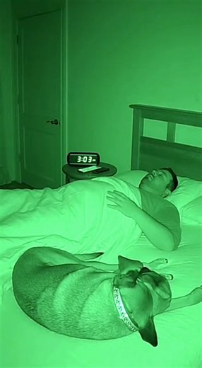 Dog Discovers Shadows in Unedited Security Footage